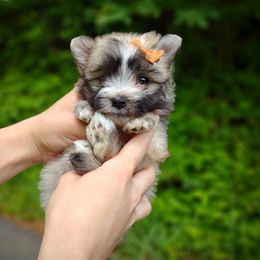 Companion Cross, Havanese, Mal-Shi, Maltese, Maltipoo, Morkie, and Shih Tzu Puppies from Seeking Shalom Acres Maltese, Maltipoos & Havamalts