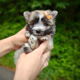 Companion Cross, Havanese, Mal-Shi, Maltese, Maltipoo, Morkie, and Shih Tzu Puppies from Seeking Shalom Acres Maltese, Maltipoos & Havamalts