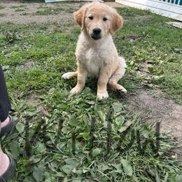 Golden Retriever Puppies from Golden paws of Hope