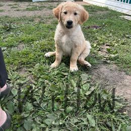 Golden Retriever Puppies from Golden paws of Hope