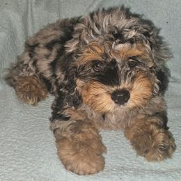 Brisket - Blue merle female Bernedoodle puppy in San Marcos, California from DoodlyDoodlyDoodles