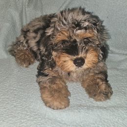 Brisket - Blue merle female Bernedoodle puppy in San Marcos, California from DoodlyDoodlyDoodles