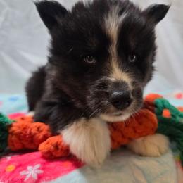 Tanjiro - Black and white male Siberian Husky puppy in Buckeye, Arizona from Anime Huskies