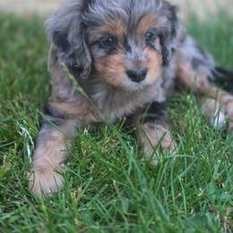 Big Bertha - Blue merle female Aussiedoodle puppy in Plymouth, Maine from Oakley Nash Pups