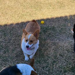 Lexi - Pembroke Welsh Corgi