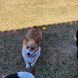Lexi - Pembroke Welsh Corgi