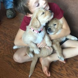 Goldendoodle Puppies from CharLia's Holistic English Cream Golden Retrievers & Doodles