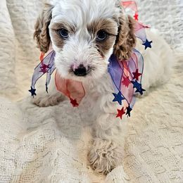 Pink Venus - Tri-color female Cavapoo puppy in Casa Grande, Arizona from Curls and Camo Pups