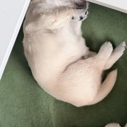 Magnolia - Golden female Golden Retriever puppy in Warrenton, Virginia from Four Lochs LLC