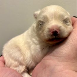 Arthur - White male Pomeranian puppy in Springfield, Missouri from Hope Mountain Pomeranians
