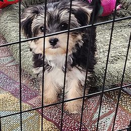 Puppy Girl Pansy - Black and tan female Yorkshire Terrier puppy in Sequim, Washington from Spirit Valley Family