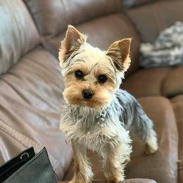 Yorkshire Terrier Puppies from Jackie Jenny’s Precious Yorkies