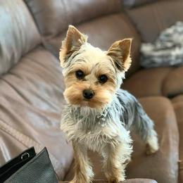 Yorkshire Terrier Puppies from Jackie Jenny’s Precious Yorkies