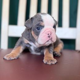 Dozer - Blue tri-color male Bulldog puppy in Hartshorne, Oklahoma from Jena Edmond
