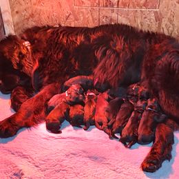 Boy 5 - Newfoundland puppy in Caribou, Maine from Starfire Newfoundlands