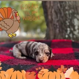 Large spot dapple - Chocolate and cream male Dachshund puppy in Crestview, Florida from Neverending Dachies