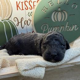 Boots (Mini Size) - Black male Bordoodle puppy in Canfield, Ohio from Poo's Doo's & Inu's