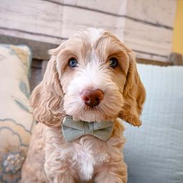 Australian Labradoodle Puppies from Foothills Doodles