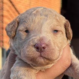 Opal - Apricot female Goldendoodle puppy in Philadelphia, Pennsylvania from Jah’s Retrievers