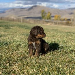 "Brown phantom male " Aussiedoodle Puppies from Super Z Aussiedoodles