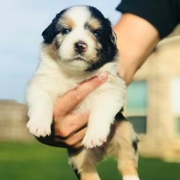 Australian Shepherd Puppies from Boise Aussie Paws