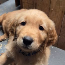 Trick  (Harvest Party) - Dark golden male Golden Retriever puppy in Lebanon, Oregon from Soda Springs Kennel