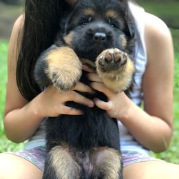 German Shepherd Puppies from Zwinger vom Schneider Wald