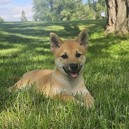 Smitty - Red male Shiba Inu puppy in Carpentersville, Illinois from Veronika's Shiba Inus