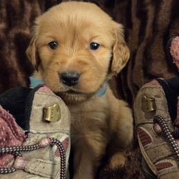 Breezy  (Harvest Party) - Dark golden male Golden Retriever puppy in Lebanon, Oregon from Soda Springs Kennel