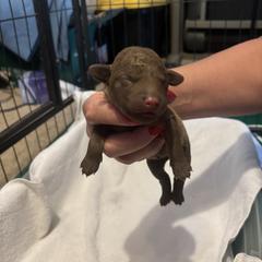 Girl 3 - female Chesapeake Bay Retriever puppy in Las Vegas, Nevada from Birdsview Chesapeake Kennel
