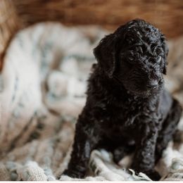 Alfalfa - Black Goldendoodle puppy in Morrow, Ohio from RemiRoodles