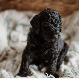 Alfalfa - Black Goldendoodle puppy in Morrow, Ohio from RemiRoodles