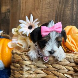Jewel - Parti female Yorkshire Terrier puppy in Howe, Oklahoma from Ray Holder