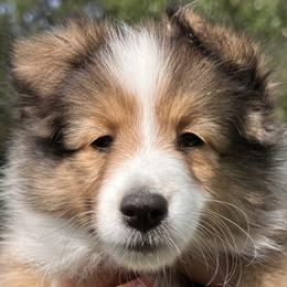 Shetland Sheepdog Puppies from Cielito Lindo Shelties