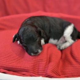 Boy - Parti male Poodle puppy in Bauxite, Arkansas from Mountain Ridge Poodles