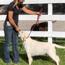 Labrador Retrievers from Outback Stables