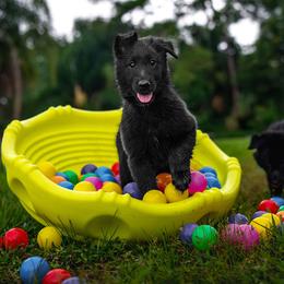 Belgian Sheepdog Puppies from Sans Soleil