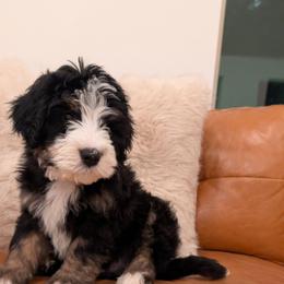 Dumbledore - Tri-color male Bernedoodle puppy in Indianola, Utah from Little Bear Bernedoodles