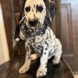 Scissors - White and black male Dalmatian puppy in Carlsbad, New Mexico from ECMO Farm Dalmatians & Labrador Retrievers