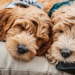 Goldendoodle Puppies from Deer Valley Doodles