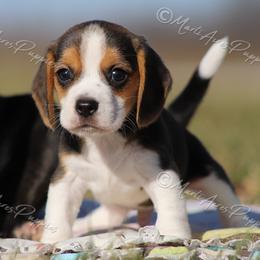 Boy 2 - Black tan and white male Beagle puppy in Lamar, Missouri from Marti Acres ~ Boston Terrier & Beagles