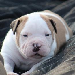 Female 4-Nyx - White and red female American Bulldog puppy in Xenia, Ohio from Bingham's Bulldogs LLC