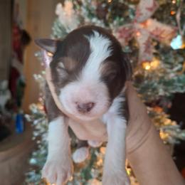 Henry - Red tri male Miniature Australian Shepherd puppy in Copperas Cove, Texas from Aussies Acre