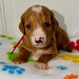 Zap - Red  female Goldendoodle puppy in Beecher, Illinois from Erica’s Doodles