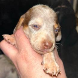 Bella - Piebald female Dachshund puppy in Bruceton, Tennessee from Dachshund Dreams