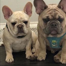 Ricotta - Cream female French Bulldog puppy in Wisconsin from Shameless Bulldogs LLC