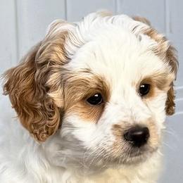 Biscoff - Parti male Goldendoodle puppy in Bountiful, Utah from Red Brick Doodles