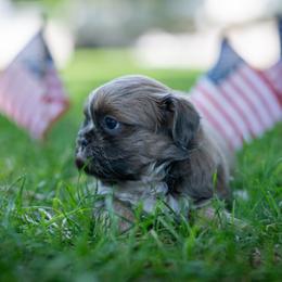Indigo - Gold and white male Shih Tzu puppy in Montrose, Colorado from Nana's Happy Pups