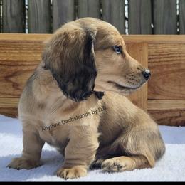 Pax 2175 - Cream male Dachshund puppy in Ben Wheeler, Texas from Anytime Dachshunds by D.B.
