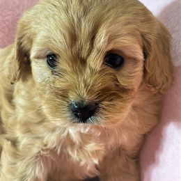 Cavapoo Puppies from Clearview Canines
